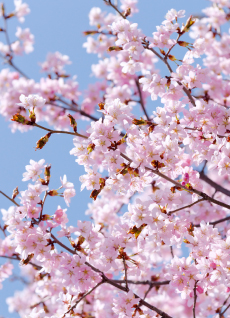 お花見が楽しめます。